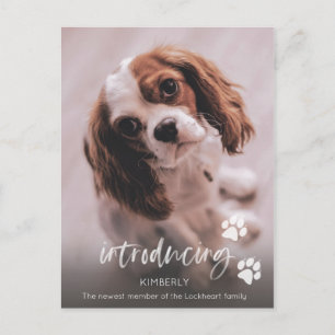 新しい子犬の発表、大人の犬の養子 ポストカード