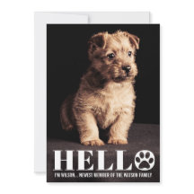 新しい子犬・子猫の里親募集！おしゃれな写真カード