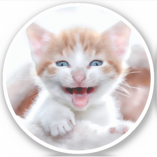 新しい子猫の円の形状の写真 シール (正面)