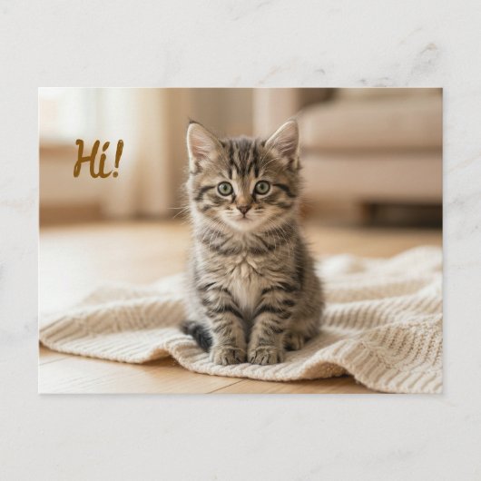 新しい子猫の写真のお知らせ ポストカード (正面)