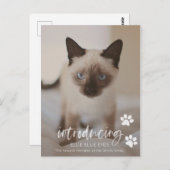 新しい子猫または猫の発表カード ポストカード (正面/裏面)