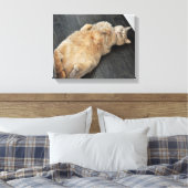 新しい子猫、背中に猫、虎猫 キャンバスプリント (インサイチュ (寝室))