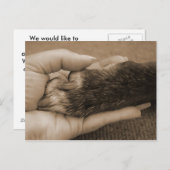 新しい家族の発表 案内ポストカード (正面/裏面)