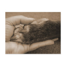 新しい家族の発表