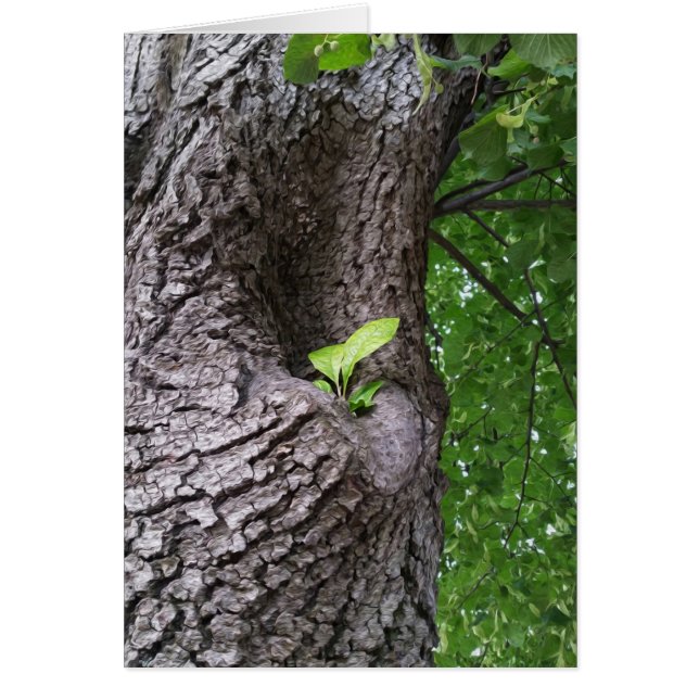 新しい小枝 (正面)