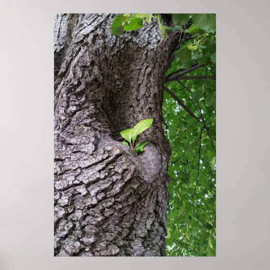 新しい小枝 ポスター (正面)