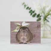 新しい帽子のモルモット ポストカード (スタンド正面)