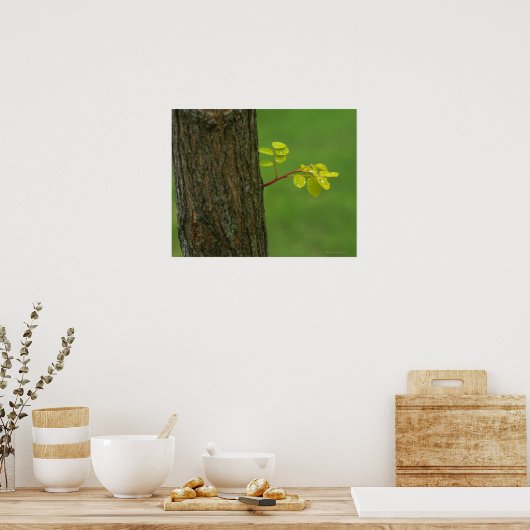 新しい枝を育てる黒いイナゴの木 ポスター (キッチン)