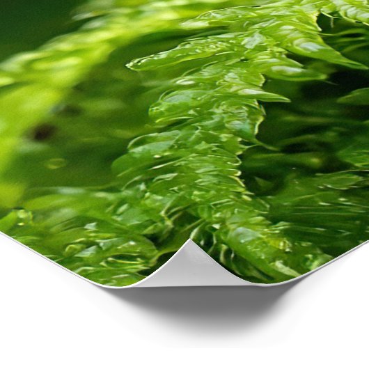 新しい森の中のカエル ポスター (角)