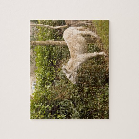 新しい森林子馬の歩き回る写真のジグソーパズル ジグソーパズル (縦)