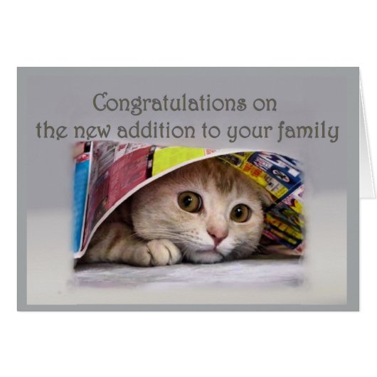 新しい猫の家族への追加 (正面横)