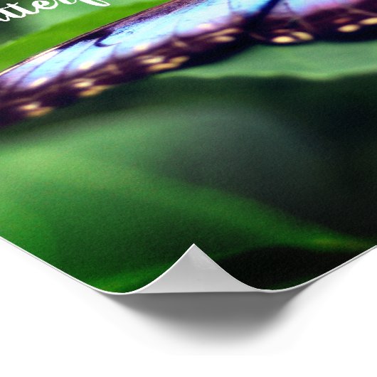 新しい開始バタフライ感動的引用文 ポスター (角)