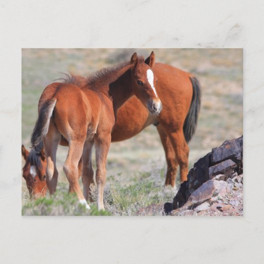 新しい開始 ポストカード (正面)