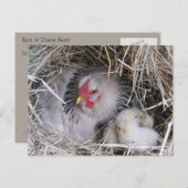 新しい雛はがき付きマザーヘン ポストカード (正面/裏面)