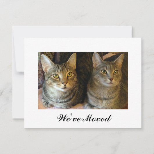 新しい飼い主ネコの動きのお知らせ 案内状 (正面)