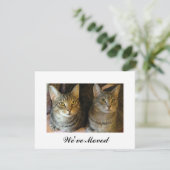 新しい飼い主ネコの動きのお知らせ 案内状 (スタンド正面)