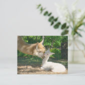 新しいCriaはがき ポストカード (スタンド正面)