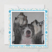 新しく家族になった子犬の写真入りお知らせカード シーズンカード (裏面)