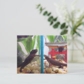 新参者が出る ポストカード (スタンド正面)