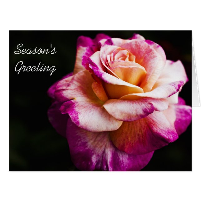 新年の季節の挨拶状-紫色のバラ (正面横)