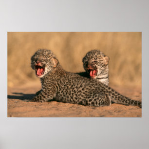 新生のヒョウ(Panthera pardus)クローズアップ ポスター