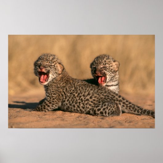 新生のヒョウ(Panthera pardus)クローズアップ ポスター (正面)