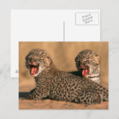 新生のヒョウ（Panthera pardus）クローズアップ ポストカード (正面/裏面)