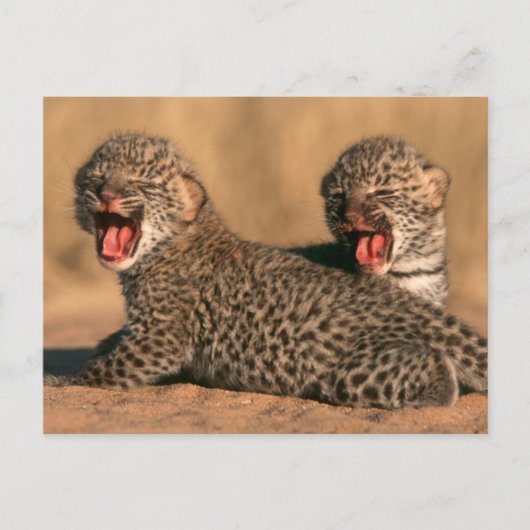 新生のヒョウ（Panthera pardus）クローズアップ ポストカード (正面)