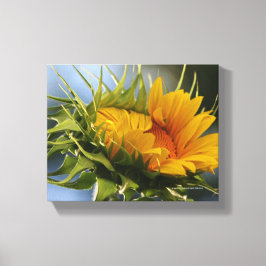 新生ひまわり キャンバスプリント