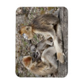 新生児を持つ雌猿 マグネット (縦)