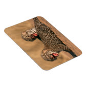 新生児ヒョウ（Panthera Pardus）クローズアップ マグネット (右側)