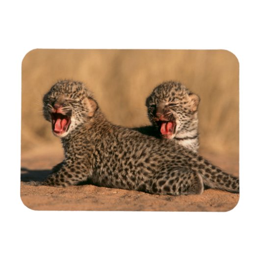 新生児ヒョウ（Panthera Pardus）クローズアップ マグネット (横)