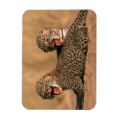 新生児ヒョウ（Panthera Pardus）クローズアップ マグネット (縦)