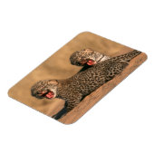 新生児ヒョウ（Panthera Pardus）クローズアップ マグネット (左側)