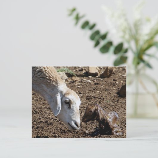 新生児 ポストカード (スタンド正面)