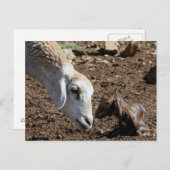 新生児 ポストカード (正面/裏面)