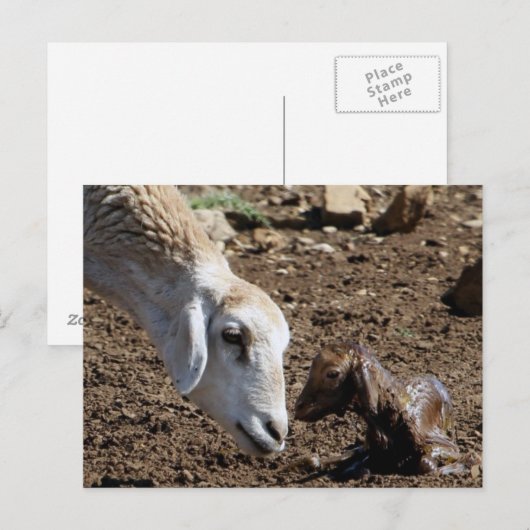 新生児 ポストカード (正面/裏面)