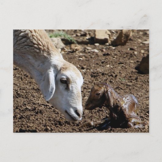 新生児 ポストカード (正面)