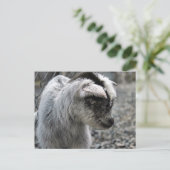 新産まれ ポストカード (スタンド正面)