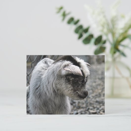 新産まれ ポストカード (スタンド正面)