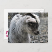 新産まれ ポストカード (正面/裏面)