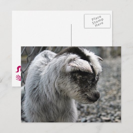 新産まれ ポストカード (正面/裏面)