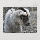 新産まれ ポストカード (正面)