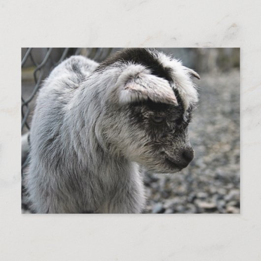 新産まれ ポストカード (正面)