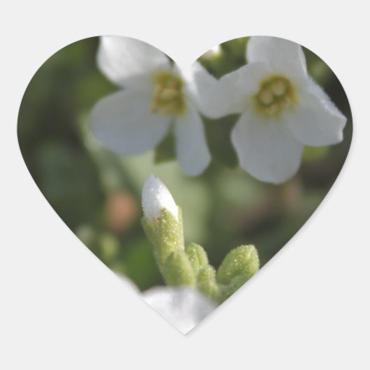 新白の夏の庭の花と緑葉の ハートシール (正面)