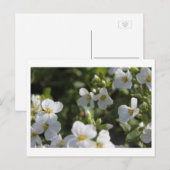 新白の夏の庭の花と緑葉の ポストカード (正面/裏面)