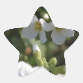 新白の夏の庭の花と緑葉の 星シール