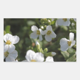 新白の夏の庭の花と緑葉の 長方形シール