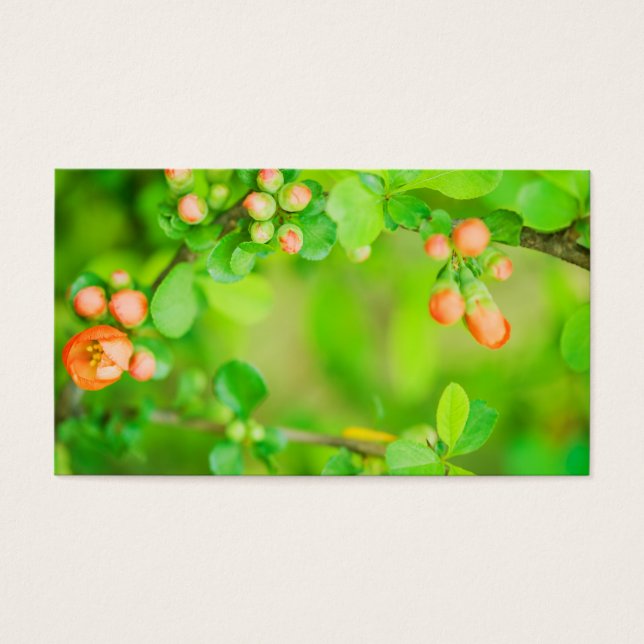 新緑と赤の花 (正面)