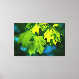 新緑のカエデ葉メ キャンバスプリント